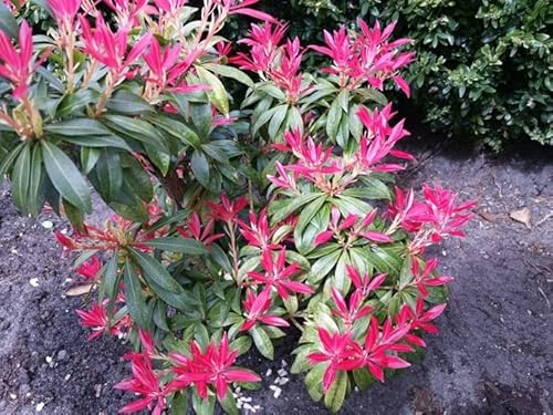 5 Stück japanische Lavendelheide Mountain Fire (Pieris japonica) im Topf 10-15 cm von Pflanzen-Discounter24.de