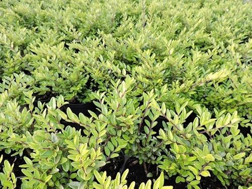 50 Stück Heckenmyrte Elegant (Lonicera nitida) Topfware 15-20 cm von Pflanzen-Discounter24.de