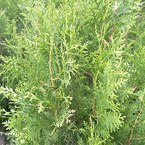 50 Stück Thuja occidentalis - (Abendländischer Lebensbaum)- Wurzelware 25-35 cm von Pflanzen-Discounter24.de