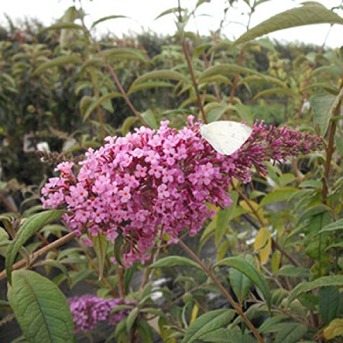 Buddleja davidii 'Pink Delight' - (Sommerflieder - Schmetterlingsflieder 'Pink Delight')- Containerware 60-100 cm von Pflanzen-Discounter24.de