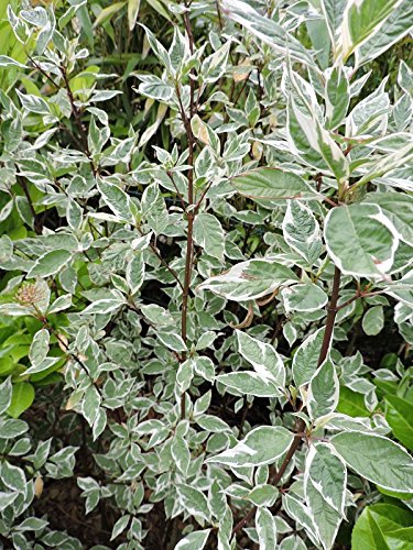 Cornus alba 'Elegantissima' - (Weißbunter Hartriegel)- Containerware 60-100 cm von Pflanzen-Discounter24.de