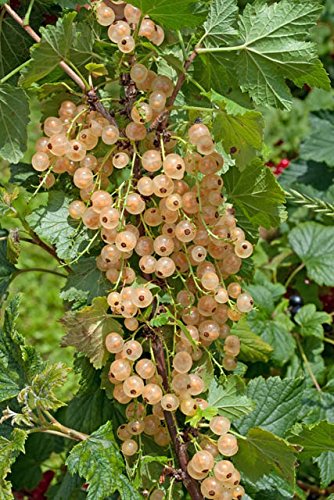 Ribes sativum 'Weiße Langtraubige' - (Weiße Johannisbeere 'Weiße Langtraubige')- Containerware 40-60 cm von Pflanzen-Discounter24.de