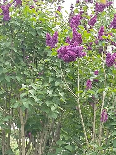 Syringa vulgaris 'Charles Joly' - (Edelflieder 'Charles Joly')- Containerware 40-60 cm von Pflanzen-Discounter24.de