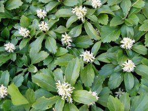 24 x Dickmännchen (syn. Schattengrün) - Pachysandra terminalis von Native Plants von Pflanzen für Dich