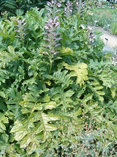 Acanthus hungaricus Balkan-Akanthus, Bärenklau Staude Topf gewachsen im Topf (20x20cm Topf) von Pflanzen Für Dich