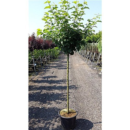Apfel Baum 'Cox Orange Renette' Malus domestica im 7,5l Topf gewachsen 150-200cm Obstbaum winterhart von Pflanzen Für Dich