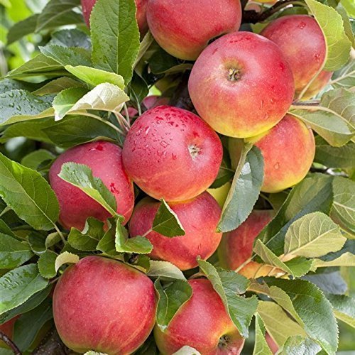 Apfel Baum 'Elstar' Malus domestica 150-200cm im 7,5L Topf gewachsen winterhart von Pflanzen Für Dich