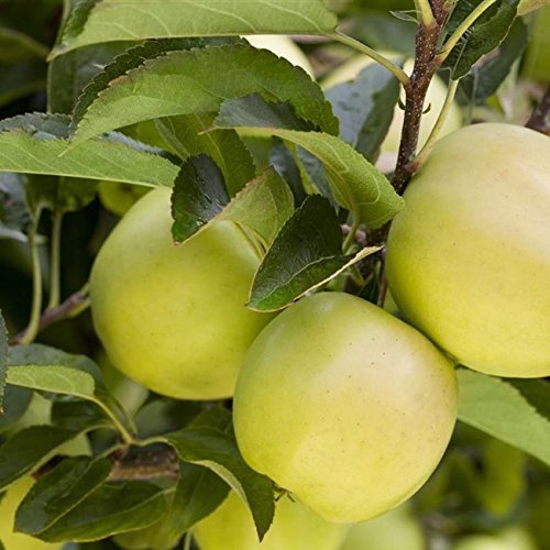 Apfel Baum 'Golden Delicious' Malus domestica im 7,5L Topf gewachsen 150-200cm winterharter Obstbaum von Pflanzen Für Dich