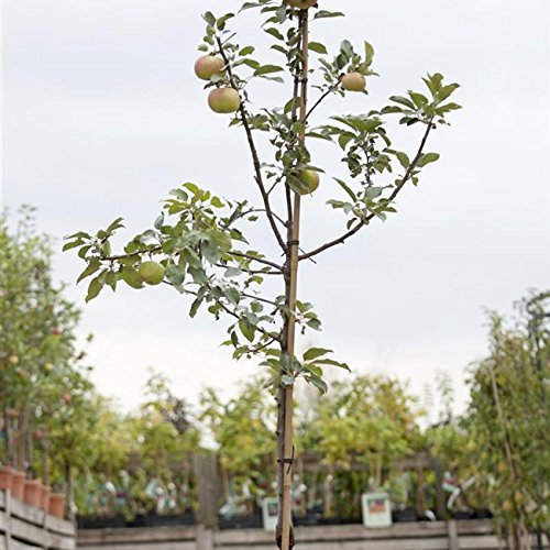 Apfel Baum 'Idared' Malus domestica im 7,5L Topf gewachsen 150-200cm winterharter Obstbaum von Pflanzen Für Dich