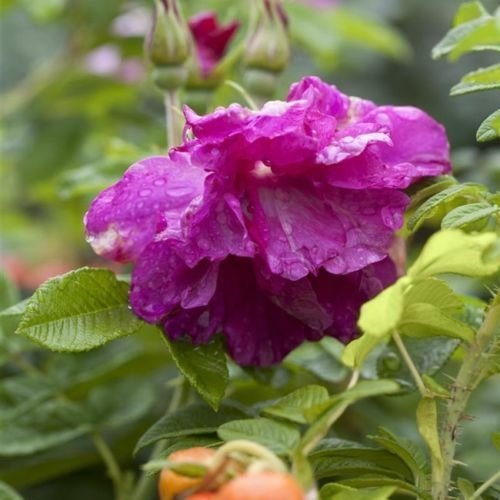 Apfelrose Rosa rugosa- ca. 60cm im 3 L Topf von Pflanzen Für Dich