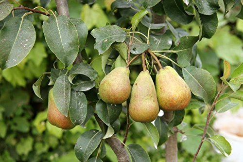 Birnen Baum 'Alexander Lucas' spät Pyrus communis Birnenbaum im 7,5L Topf gewachsen 150-200cm winterharter Obstbaum von Pflanzen Für Dich