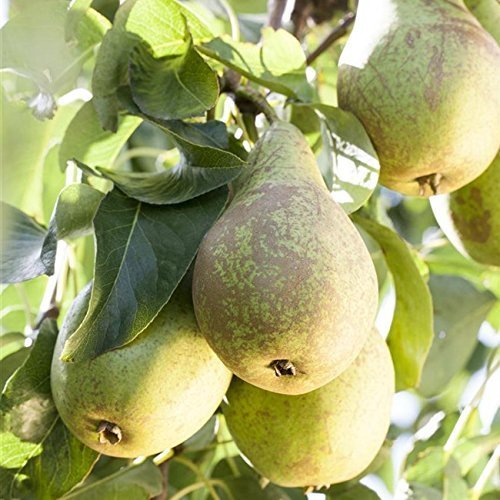 Birnen Baum 'Conferencebirne' Pyrus com. Birnenbaum im 7,5L Topf 150-200cm winterharter Obstbaum von Pflanzen Für Dich