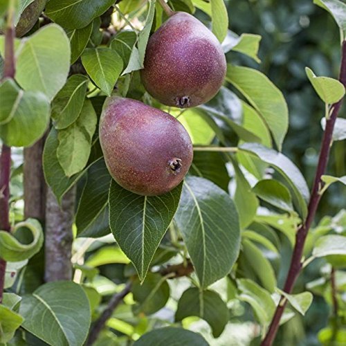 Birnen Baum 'Rote Williams Christ' Pyrus com Birnenbaum im 7,5L Topf 150-200cm winterharter Obstbaum von Pflanzen Für Dich