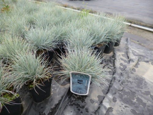 Blauschwingel Festuca glauca Ziergras im 2l Topf von Pflanzen Für Dich