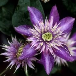 Clematis, Waldrebe 'Multi Blue' - Im 2lt. Topf, Höhe 60-100cm, mit 3 Bambus gestäbt von Pflanzen für Dich