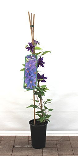 Clematis Kletterpflanzen 40-100cm topfgewachsen, verschiedene Sorten/Farben (40-60cm, Blau) von Pflanzen Für Dich