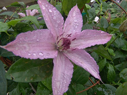 Clematis Kletterpflanzen 40-100cm topfgewachsen, verschiedene Sorten/Farben (40-60cm, Pink) von Pflanzen Für Dich