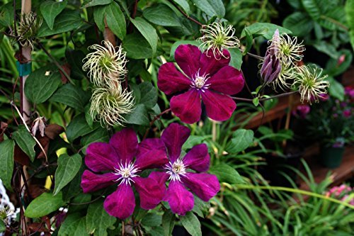 Clematis Kletterpflanzen 40-100cm topfgewachsen, verschiedene Sorten/Farben (40-60cm, Rot) von Pflanzen Für Dich