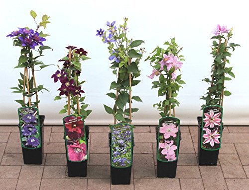 Clematis Kletterpflanzen 40-100cm topfgewachsen, verschiedene Sorten/Farben (40-60cm, Violett) von Pflanzen Für Dich