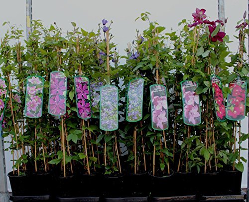 Clematis Kletterpflanzen 40-100cm topfgewachsen, verschiedene Sorten/Farben (80-100cm, Violett) von Pflanzen Für Dich