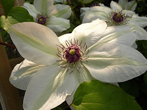 Clematis Kletterpflanzen 40-100cm topfgewachsen, verschiedene Sorten/Farben (80-100cm, Weiß) von Pflanzen Für Dich