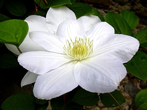 Clematis 'Madame le Coultre' - Schöne Kletterpflanze von Pflanzen für Dich