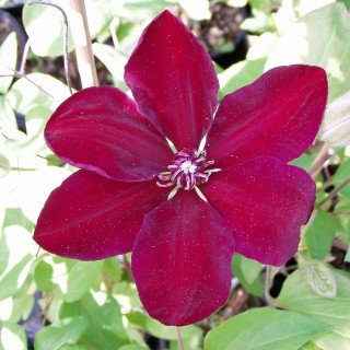 Clematis 'Westerplatte' - Schöne Kletterpflanze von Pflanzen für Dich