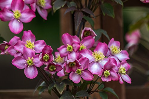 Clematis montana 'Freda' im Topf gewachsen 40-60cm mit zweifarbiger, kräftiger Blüte von Pflanzen Für Dich