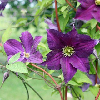 Clematis viticella 'Viola' - Schöne Kletterpflanze von Pflanzen für Dich