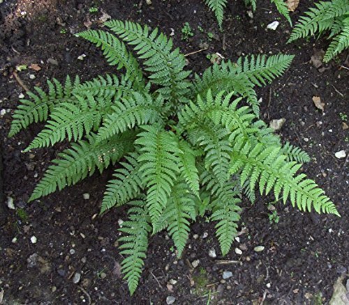 Dryopteris erythrosora Rotschleierfarn Staude im Pflanzcontainer im 9x9cm Topf gewachsen von Pflanzen Für Dich