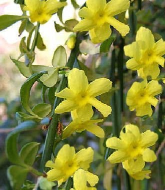 Echter Winterjasmin - Jasminum nudiflorum 60-100 cm, von Pflanzen für Dich