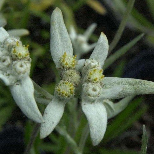 Edelweiß Leontopodium alpinum Alpina White von Pflanzen für Dich