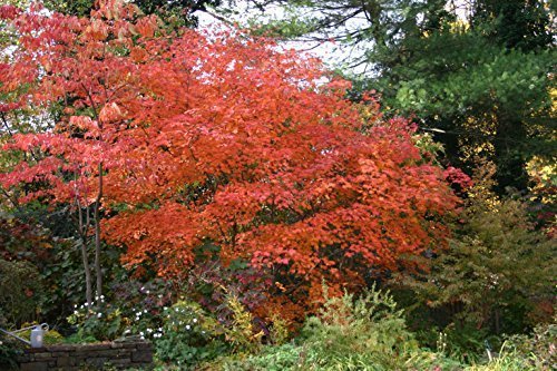 Fächerahorn 'Aconitifolium' Acer japonicum 'Aconitifolium' Zier Ahorn Baum im Topf gewachsen von Pflanzen Für Dich