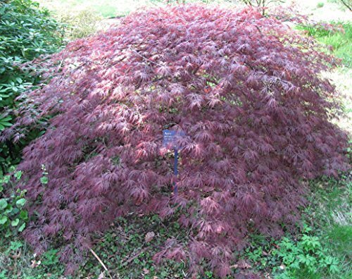 Fächerahorn 'Inaba- shidare' Acer palmatum 'Inaba-shidare', winterhart und mehrjährig von Pflanzen Für Dich
