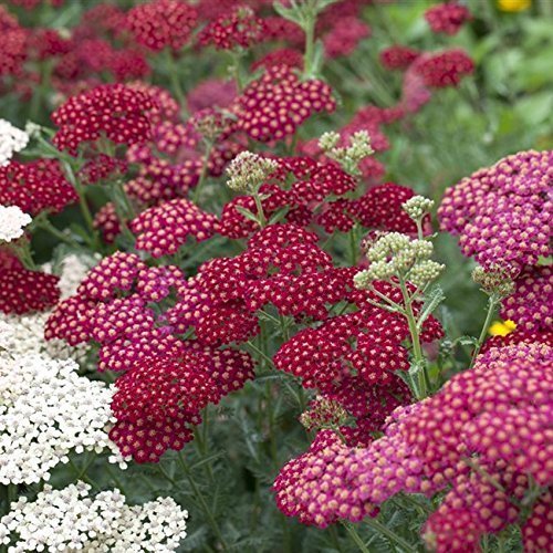 Garten-Schaf-Garbe Achillea millefolium 'Red Velvet' Staude winterhart im Topf gewachsen von Pflanzen Für Dich