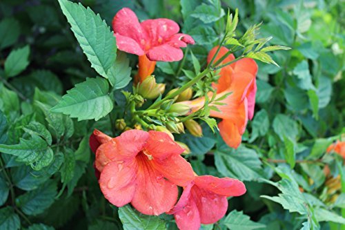 Große Kletter-Trompetenblume Campsis tagliabuana 'Madame Galen' Topf gewachsen mit schönen Blüten (40-60cm) von Pflanzen Für Dich