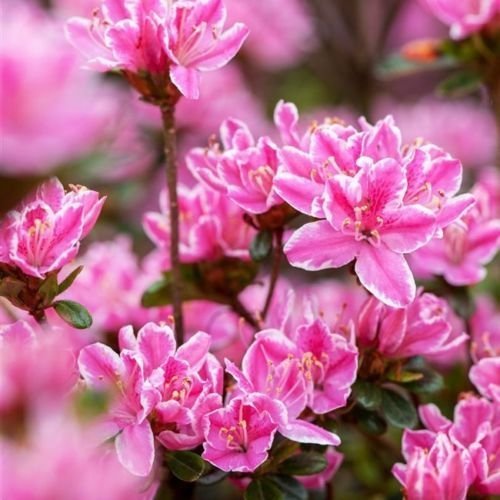 Japanische Azalee 'Kermesina Rose' -R- 2 L Topf gewachsen von Pflanzen Für Dich