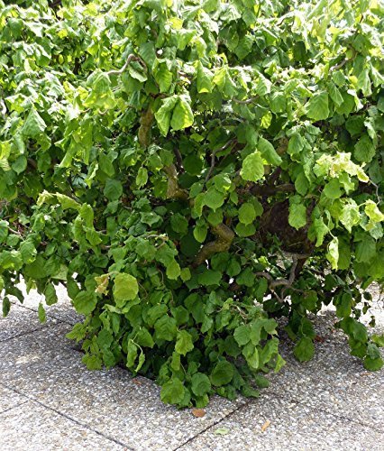 Korkenzieher - Haselnuss- Corylus avellana 'Contorta' Haselnuß Strauch 3 L Topf gewachsen von Pflanzen Für Dich