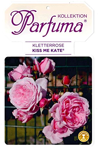 Kräftige Kletterrose 'Kiss me Kate'® im 7 L Topf gewachsen mit duftenden Blüten von Pflanzen Für Dich