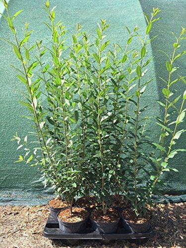 Ligustrum Liguster Heckenpflanze 2-3L Topf gewachsen 60-100cm von pflanzen für dich