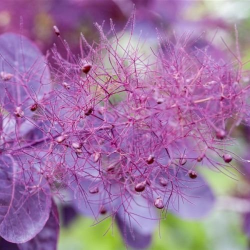 Roter Perückenstrauch 'Royal Purple' - Cotinus coggygria 3 L Topf gewachsen, lila bis rotfarbender Gartenstrauch von Pflanzen Für Dich