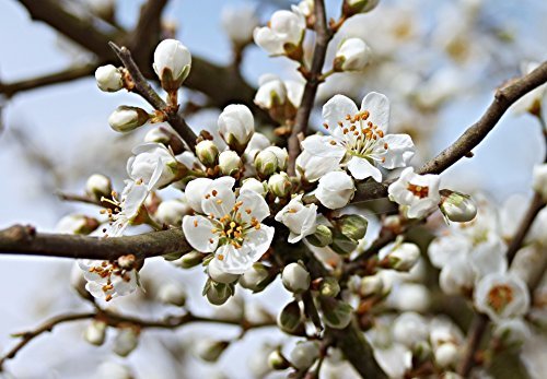 Schlehe Schwarzdorn Prunus spinosa Topf gewachsen winterhart und schnittverträglich (80-100cm) von Pflanzen Für Dich