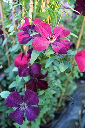 Waldrebe Clematis viticella 'Royal Velours' Kletterpflanze 100cm Topf gewachsen Italienische Sorte mit feuerroter Blütenpracht (40-60cm) von Pflanzen Für Dich