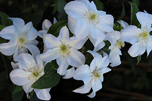 Waldrebe 'Huldine' Clematis viticella 'Huldine' Kletterpflanze mit weißen Blüten im Topf gewachsen bis 150cm (60-100cm) von Pflanzen Für Dich