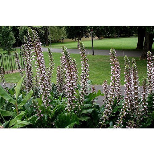 Weicher Akanthus, Bärenklau Acanthus mollis Staude im Topf gewachsen von Pflanzen Für Dich