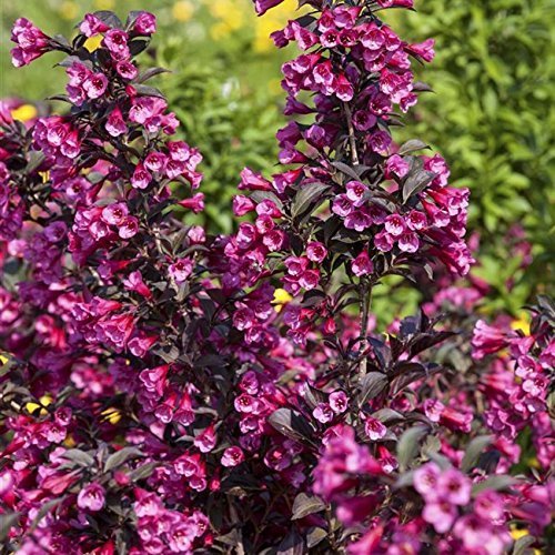 Weigelie florida 'Victoria' Zierstrauch mit wunderschöner Blütenpracht 60-80cm von pflanzen für dich