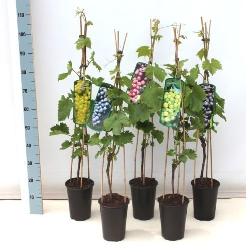 Weintraube 'Vanessa', Vitis vinifera im 3l Topf 80-100cm von Pflanzen Für Dich