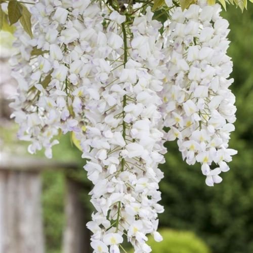 Weißer Chinesicher Blauregen - Wisteria sinensis 'Alba' Kletterpflanze mit großen weißen Blütentrauben - Topf gewachsen (60-100cm) von Pflanzen Für Dich