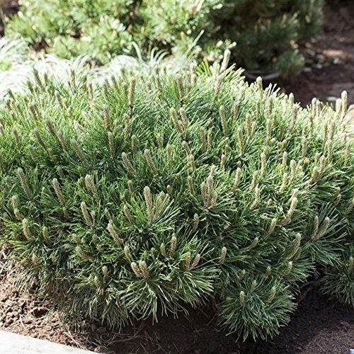 Zwerg Kiefer Pinus mugo 'Pumilio' Ziergehölz als Kübel oder Beetpflanze - Topf gewachsen Zwerg Kiefer Pinus mugo 'Pumilio' Ziergehölz als Kübel oder Beetpflanze - Topf gewachsen von pflanzen für dich