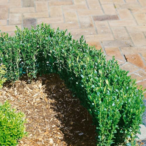 10er-Set Ilex crenata "Fastigiata", Säulen-Ilex, Höhe 30-40 cm, im 2 Liter Topf 10er-Set Ilex crenata "Fastigiata", Säulen-Ilex, Höhe 30-40 cm, im 2 Liter Topf von Pflanzen Kölle